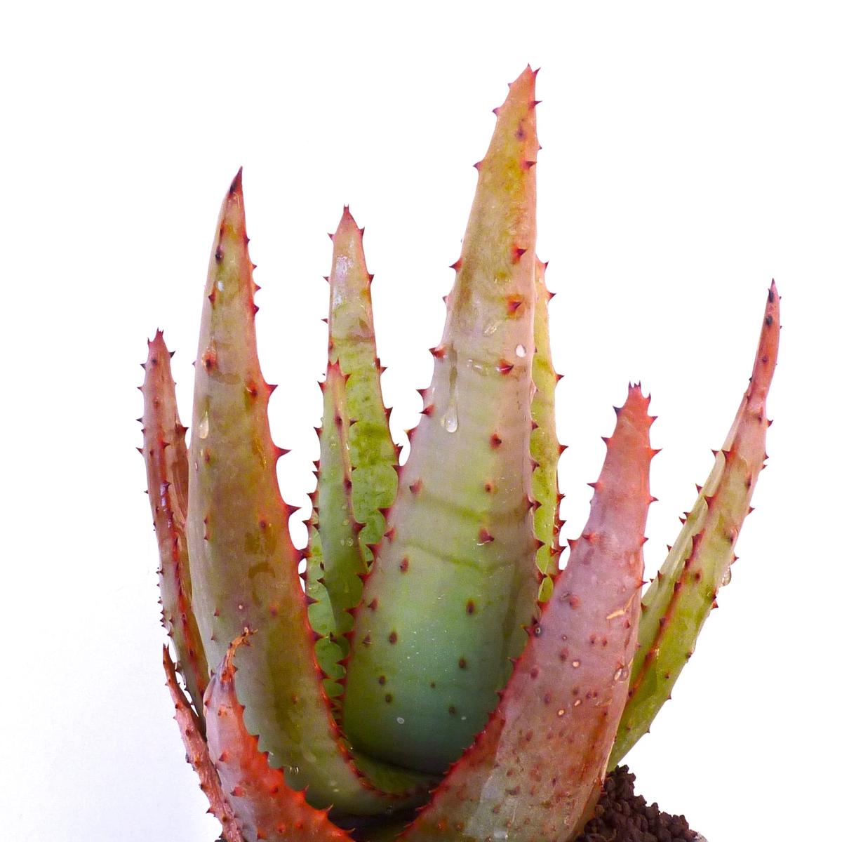 Aloe aculeata SEEDS