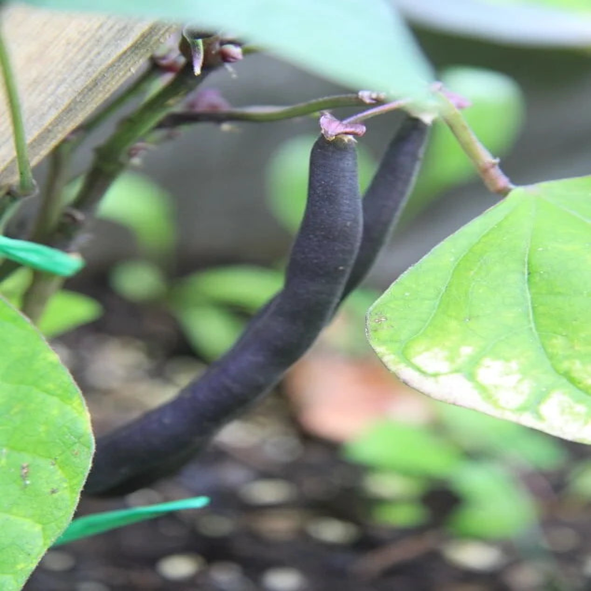 Beans Royal Burgundy Large - Ontario Seed Company