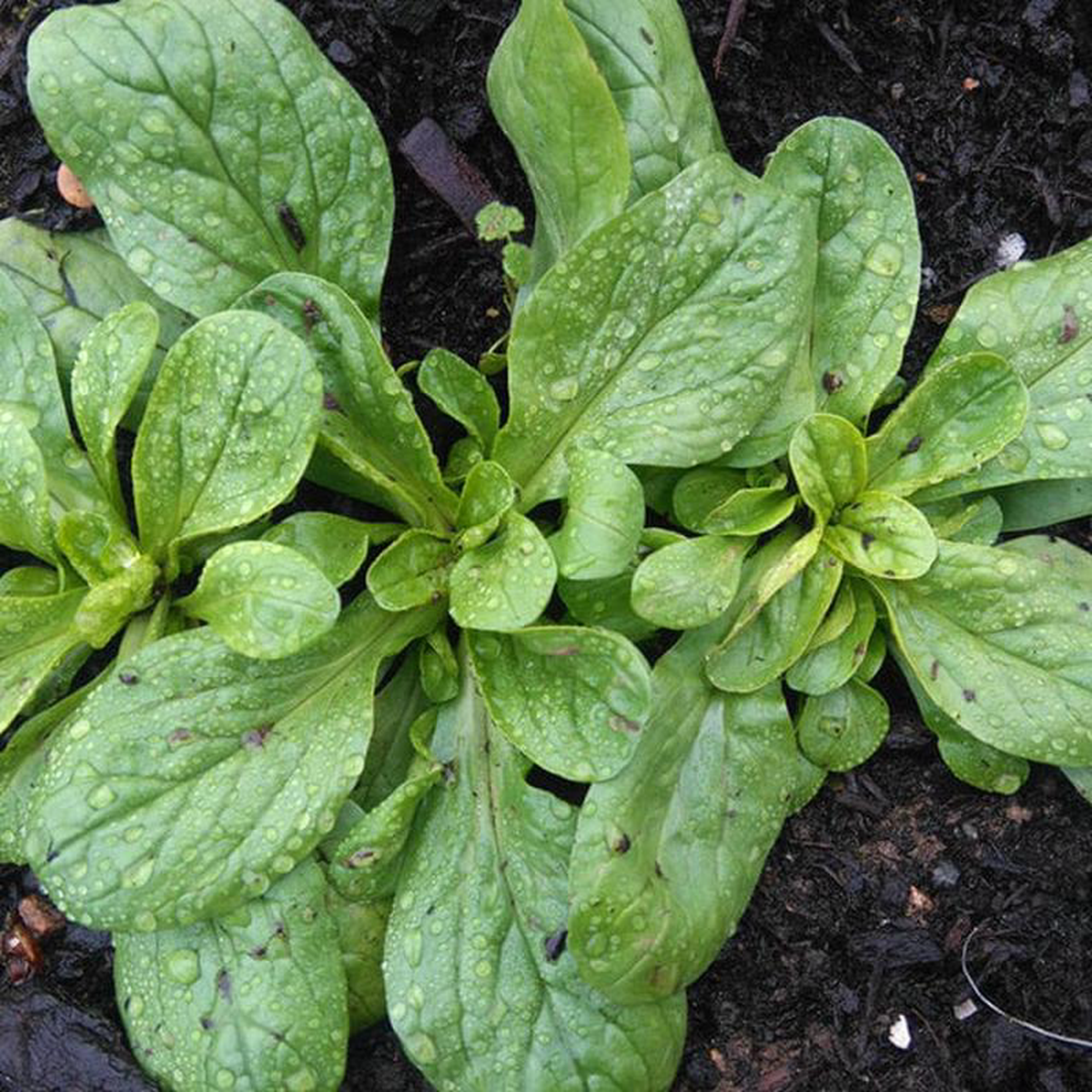 Corn Salad Mche 8221Vit8221 8211 Saanich Organics
