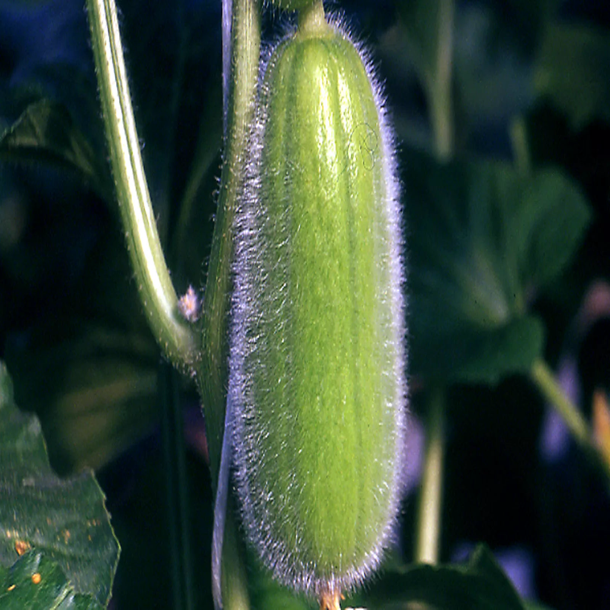 Cucumis melo var. chate 'Half-Long Carosello from Polignano' SEEDS
