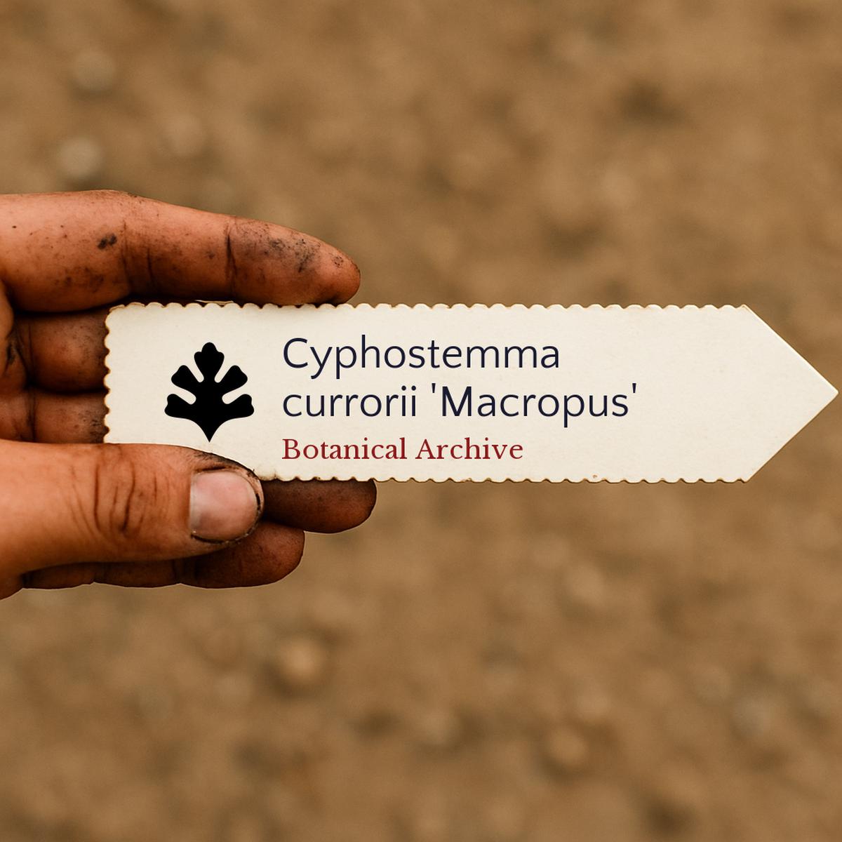 Cyphostemma currorii 'Macropus' SEEDS