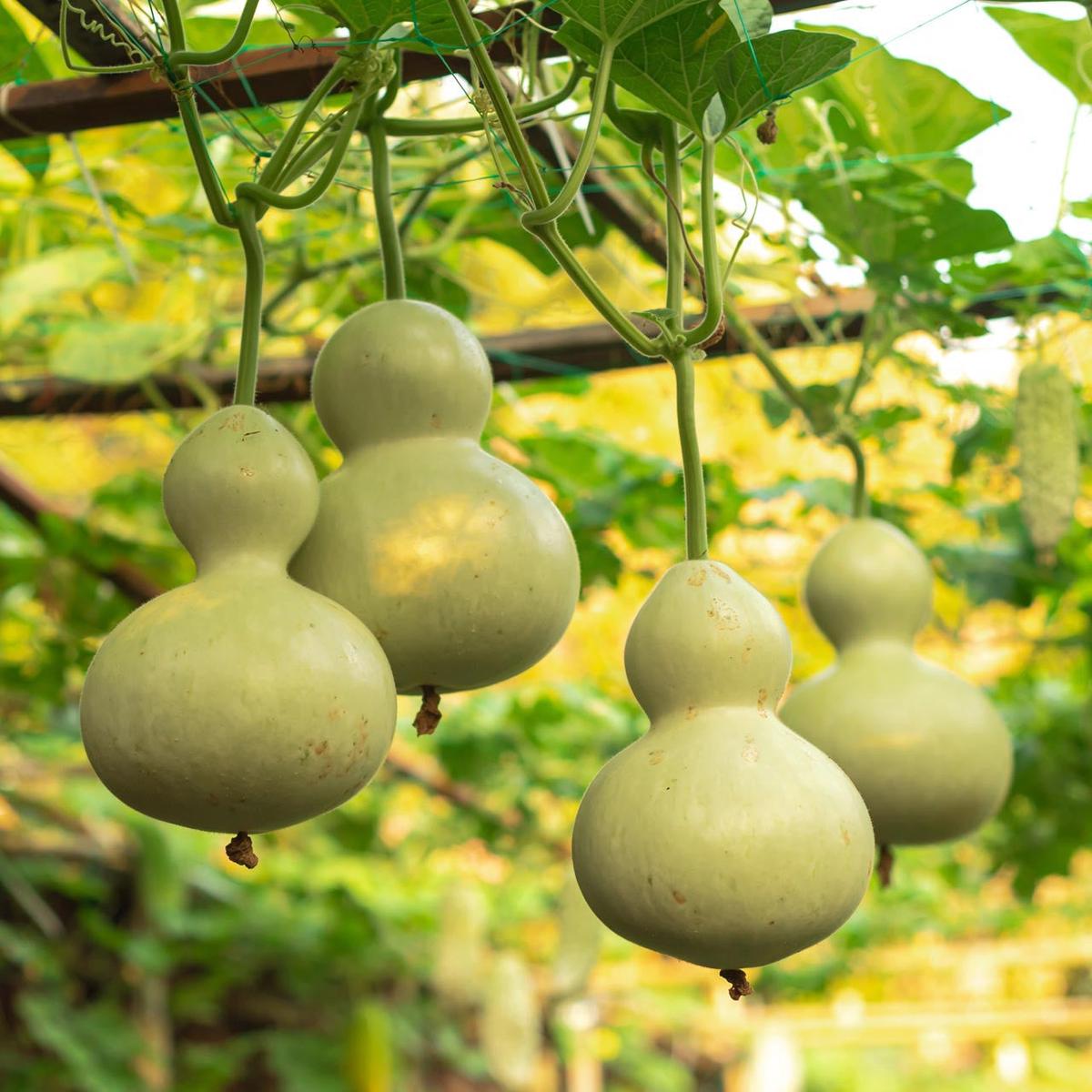 Giant Bottle/Birdhouse Gourd (Lagenaria siceraria)