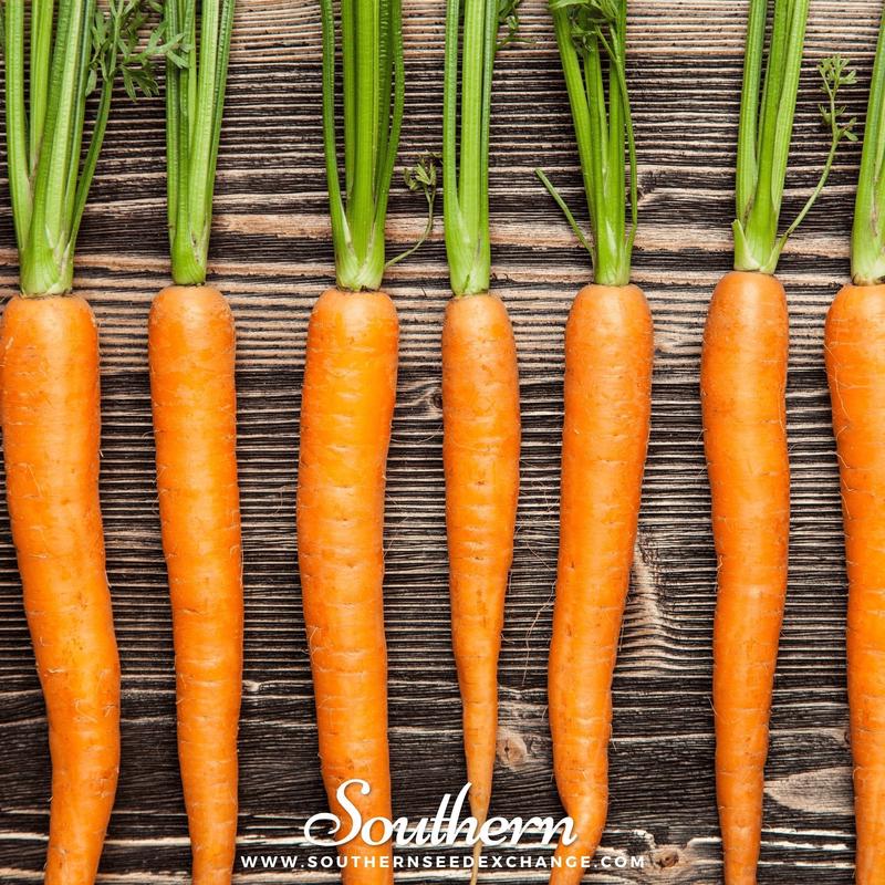 Imperator 58 Carrot  250 Seeds