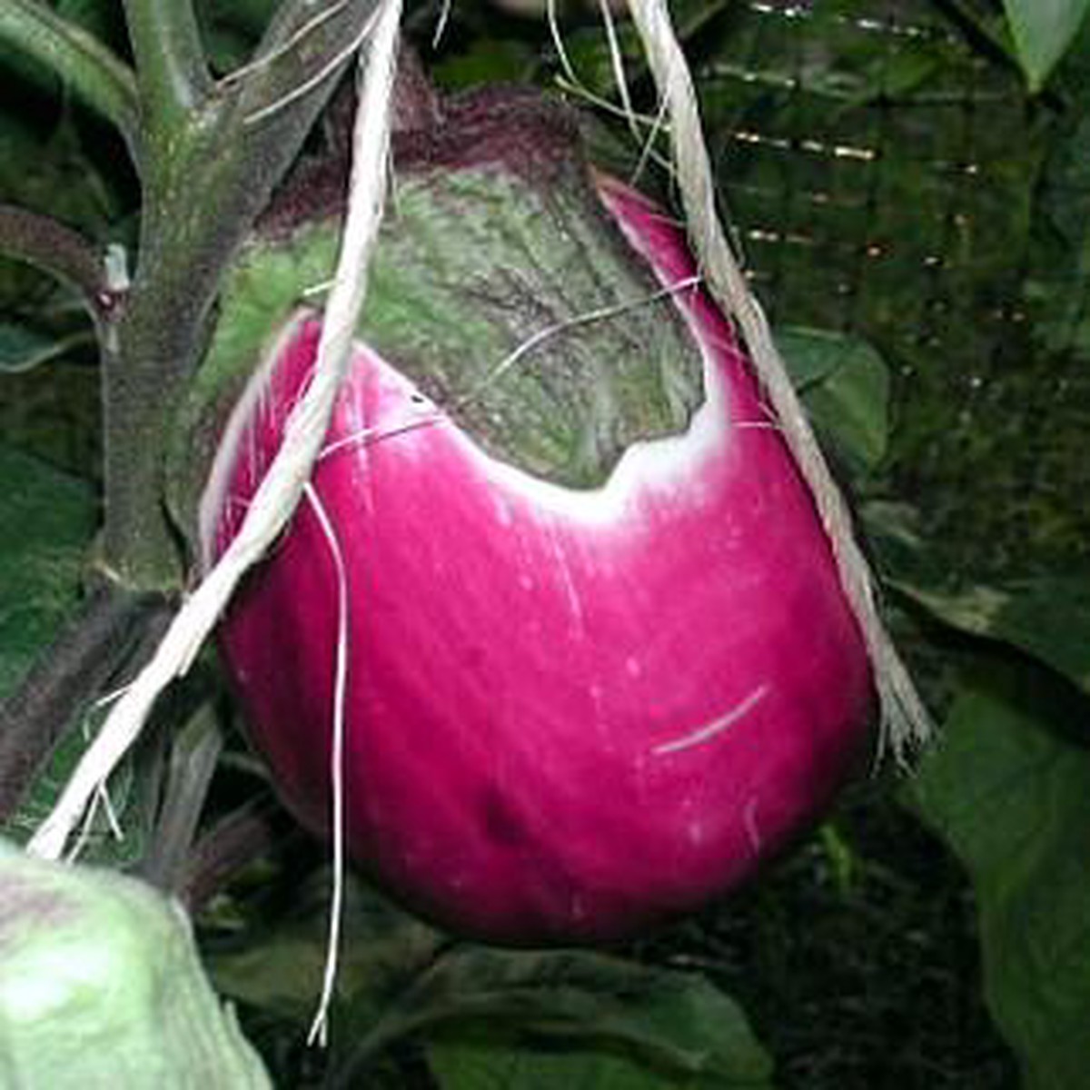 Italian Pink Bi-Color Eggplant 50 Seeds/Seed - Heirloom