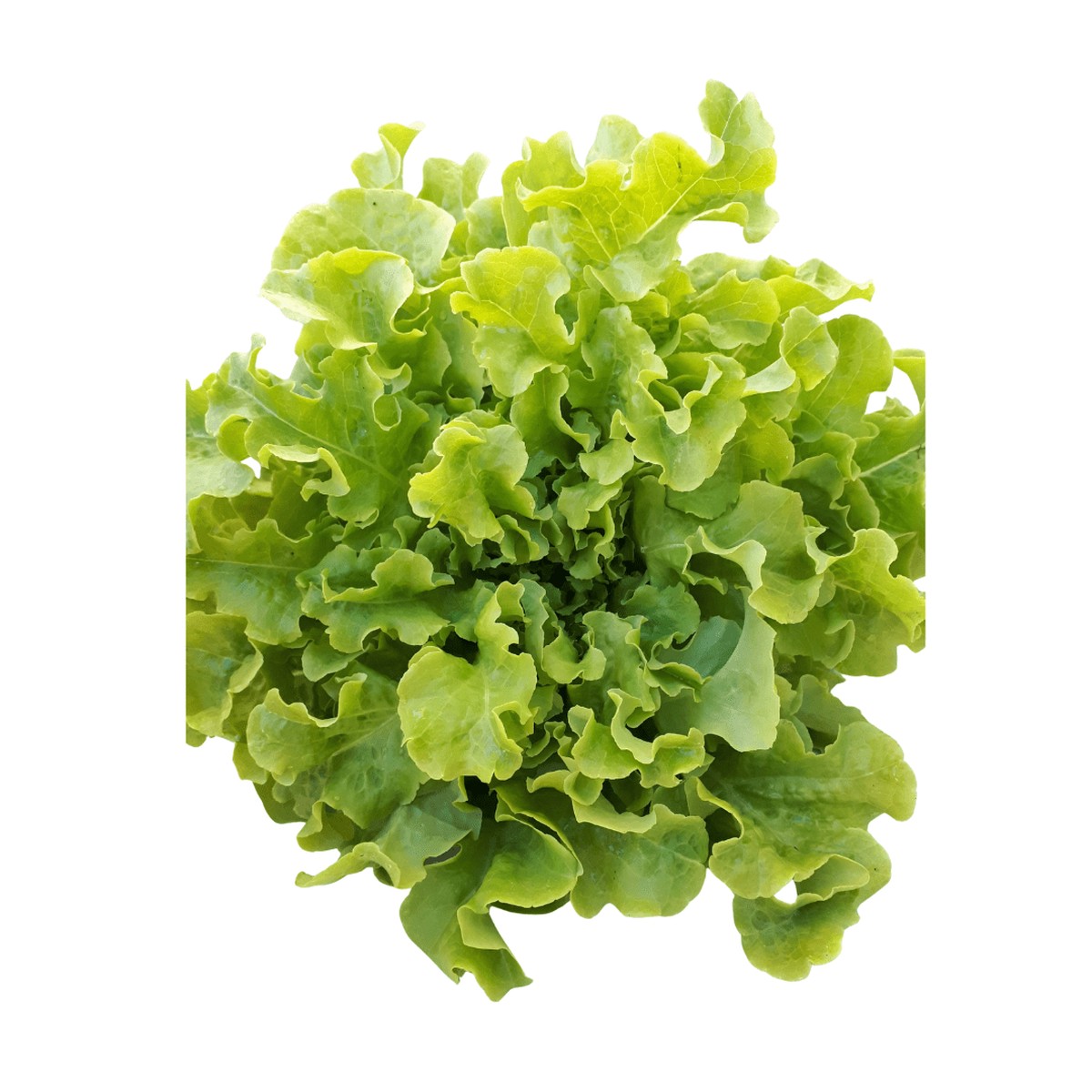 Lettuce Green Salad Bowl | West Coast Seeds