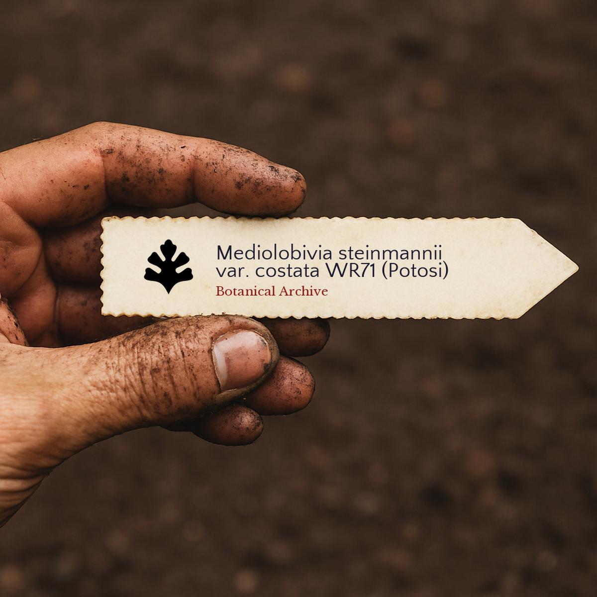 Mediolobivia steinmannii var. costata WR71 (Potosi) SEEDS