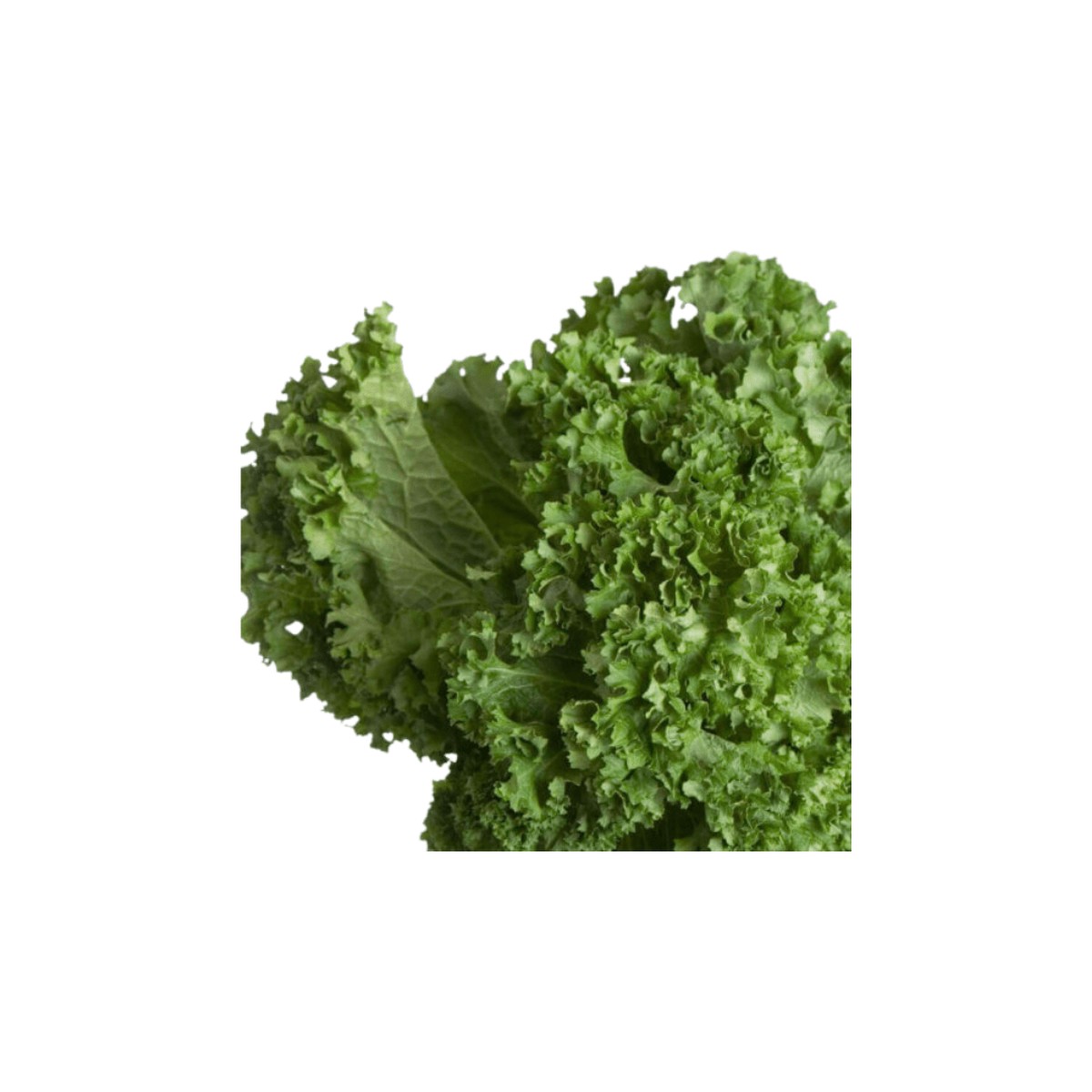 Mustard Greens Southern Giant Curled Seeds | OSC Seeds