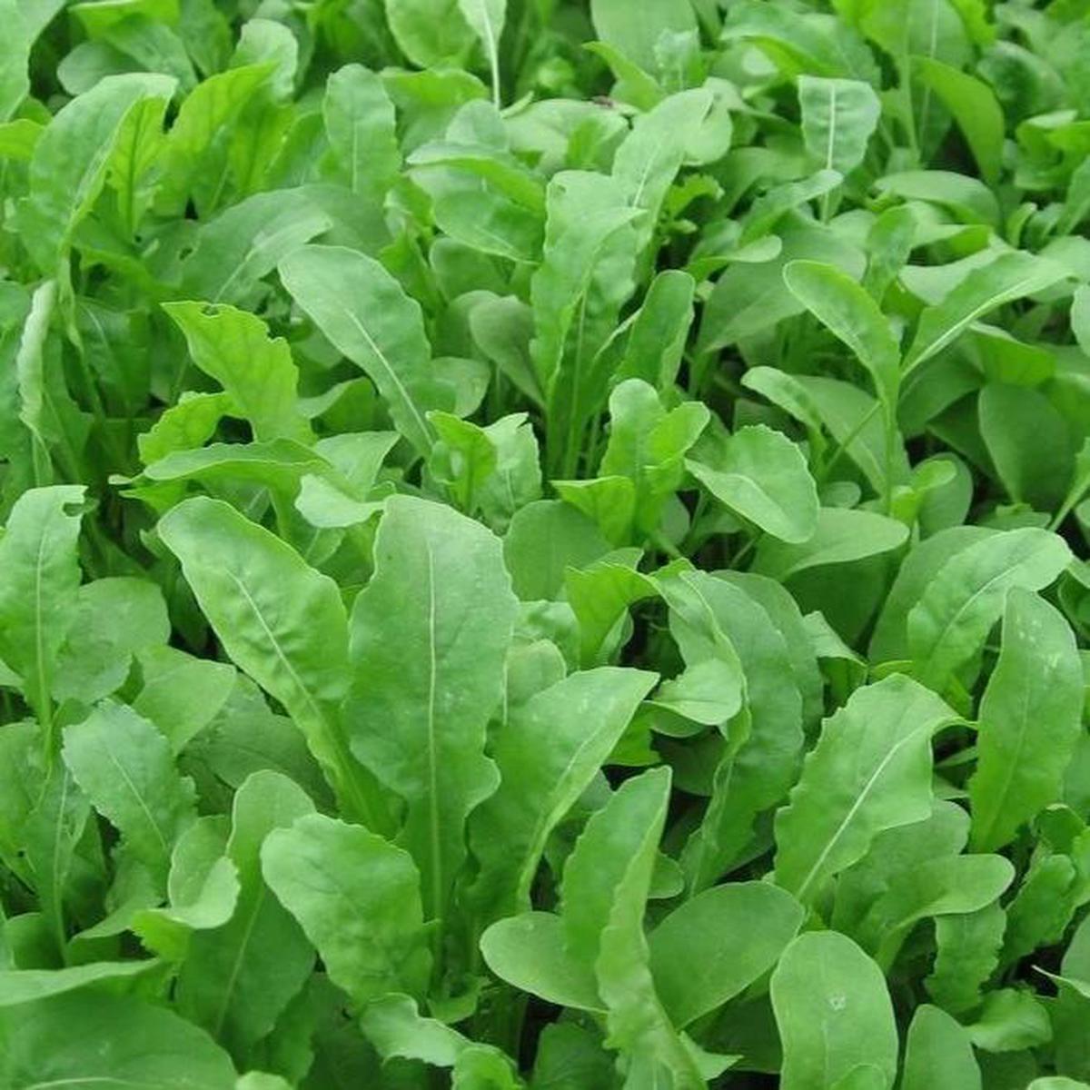 Organic Arugula - Metchosin Farm Seeds