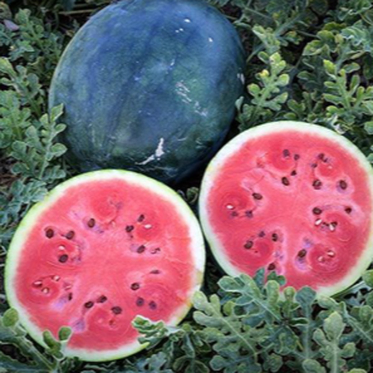 Organic 'Sugar Baby' Watermelon