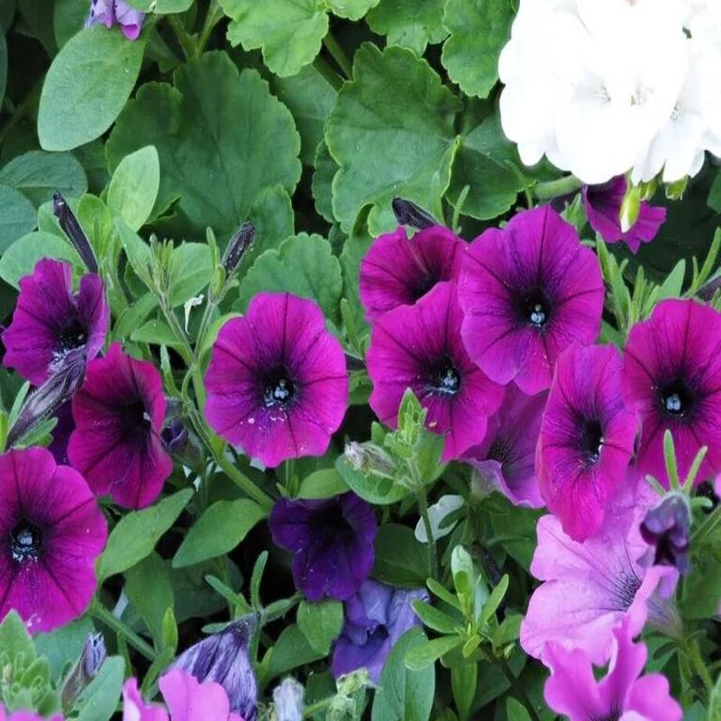 Petunia Lavender Wave - Ontario Seed Company
