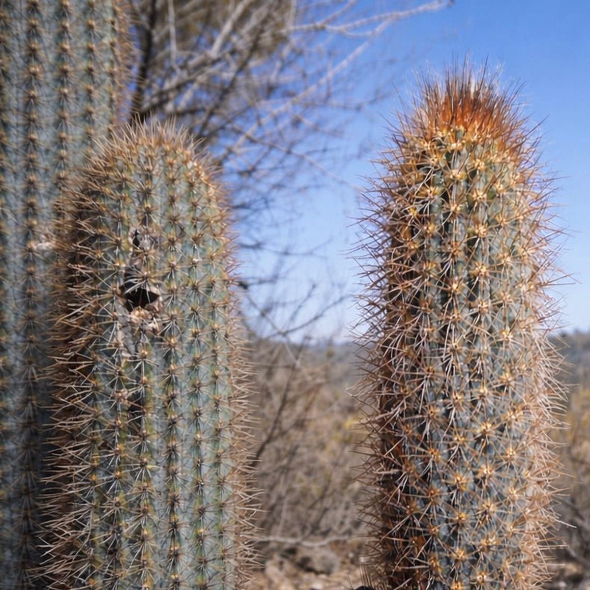 Pilosocereus zehntnerii SEEDS