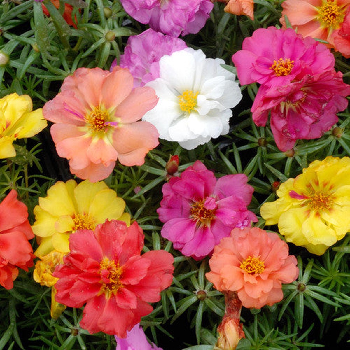 Portulaca Double Mix - Pacific Northwest Seeds