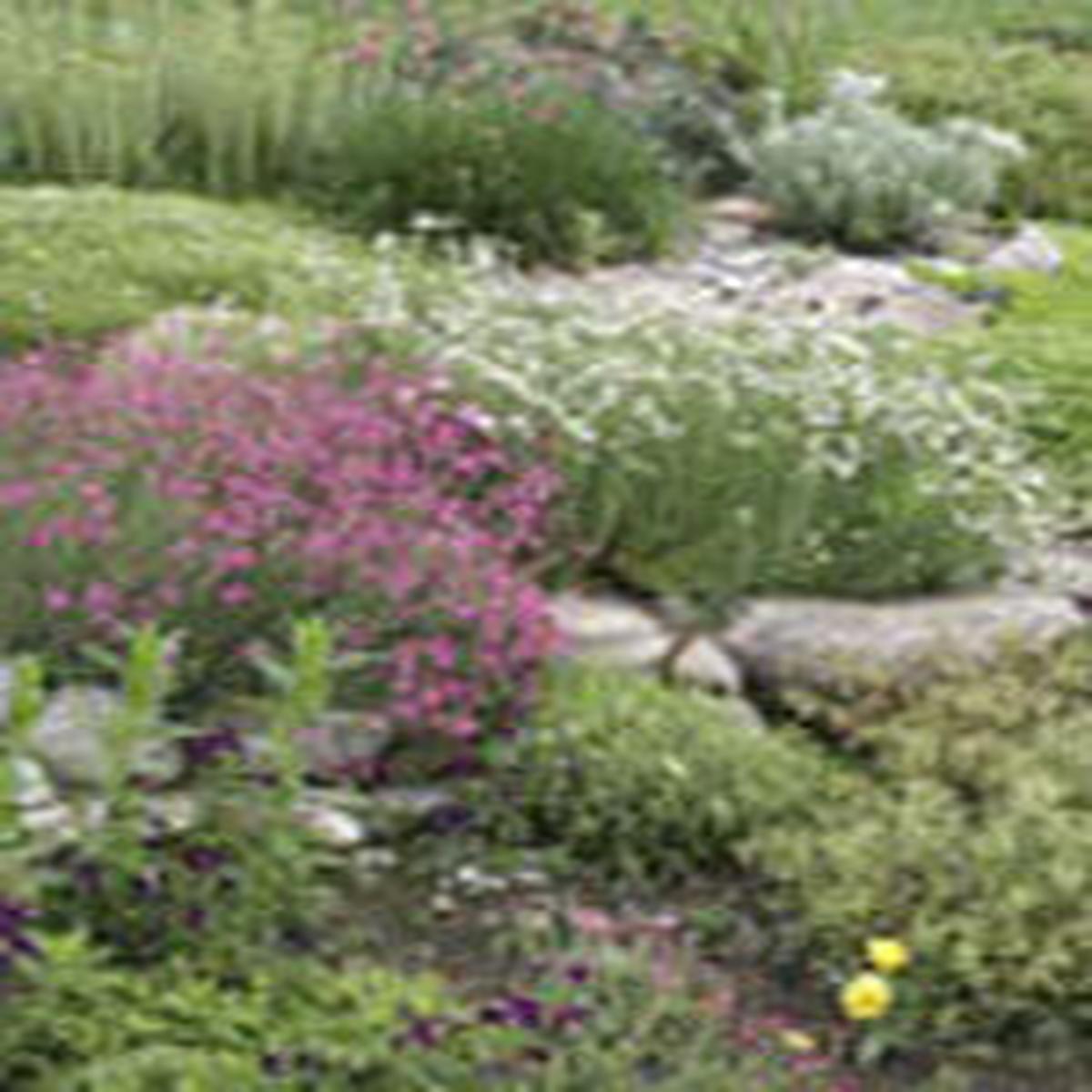 Rock Garden Annual Mix - Ontario Seed Company