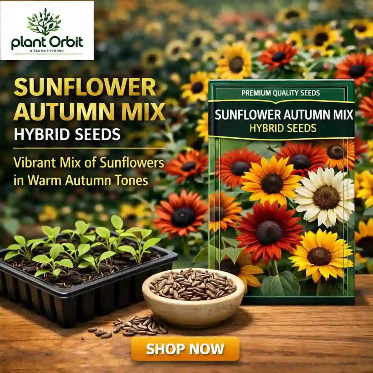 SUNFLOWER AUTUMN MIX HYBRID SEEDS (20-22 seeds)