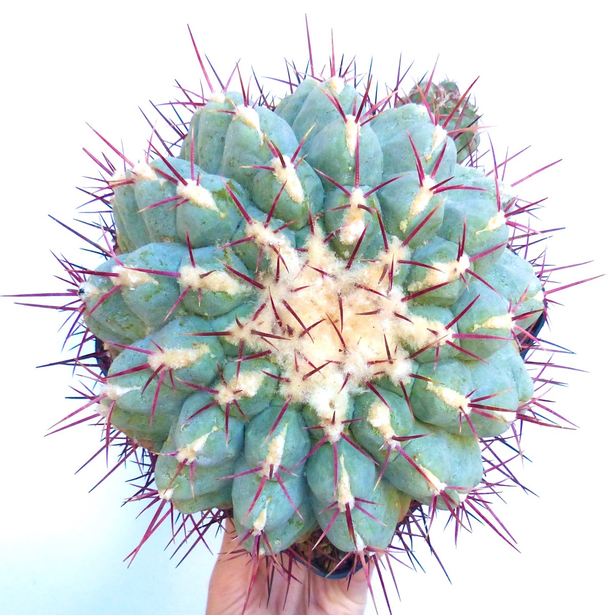 Thelocactus hexaedrophorus var. fossulatus SEEDS