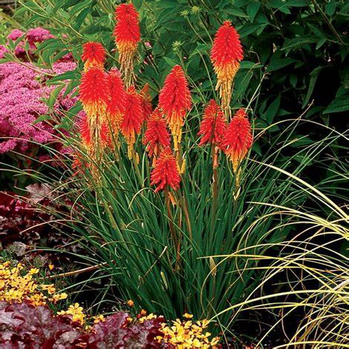 Tritoma Red Hot Poker - Pacific Northwest Seeds