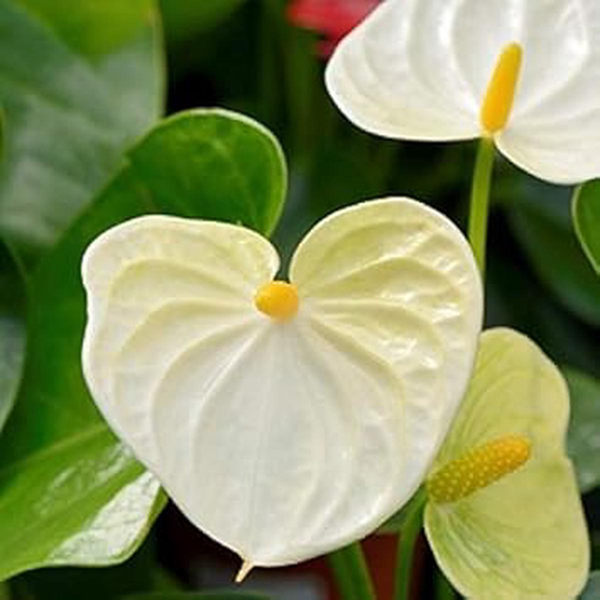 White Anthurium Linden Araceae Flower Seeds for Planting