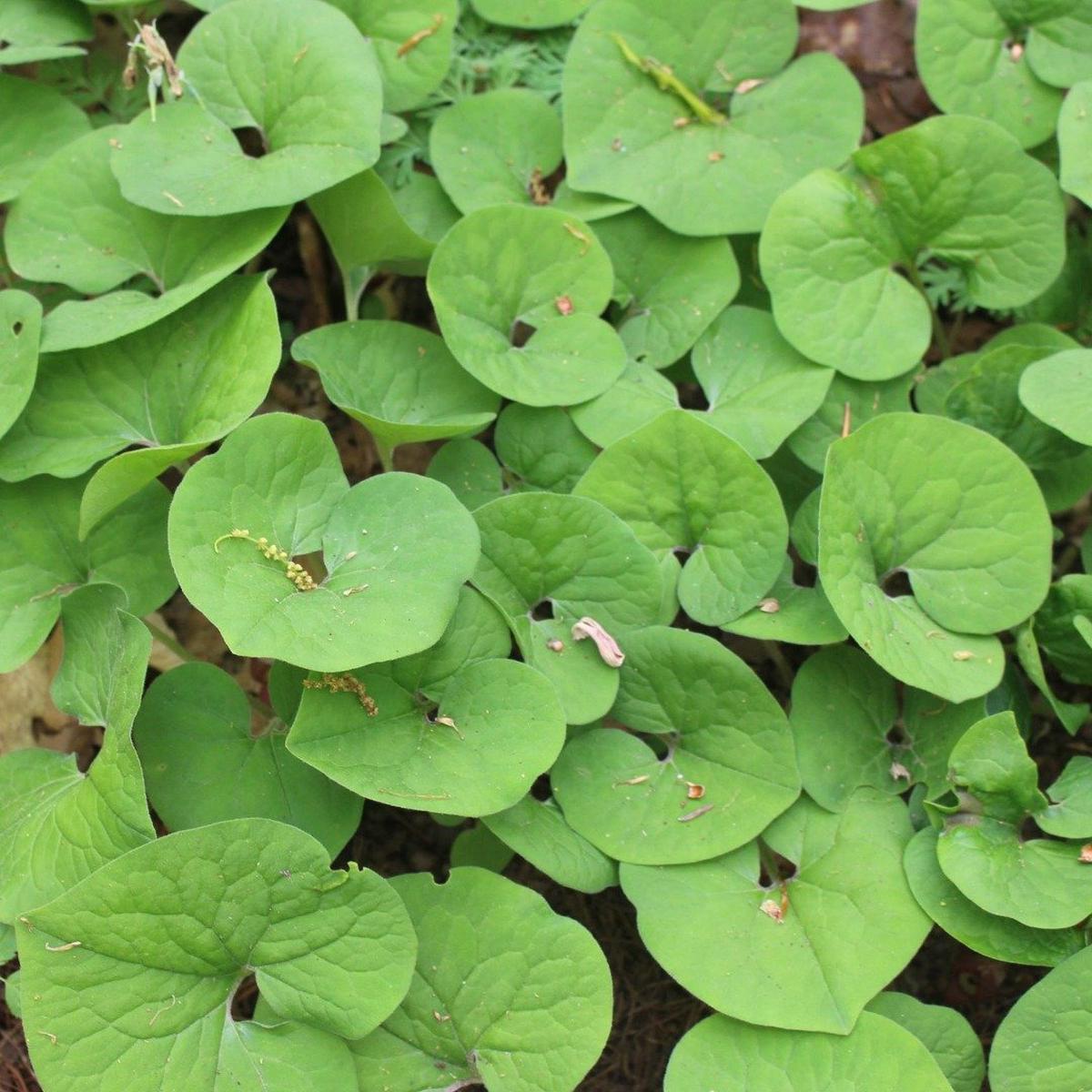 Wild ginger (Asarum canadense) Seeds