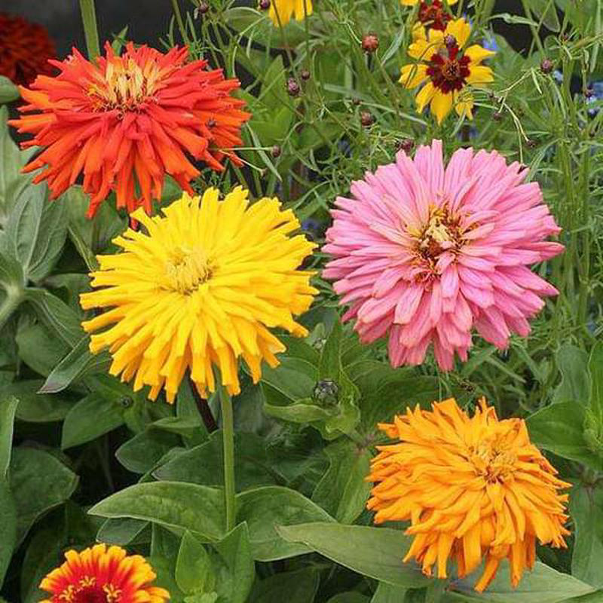 Zinnia Cactus Mixed Color 8211 Desi Flower Seeds