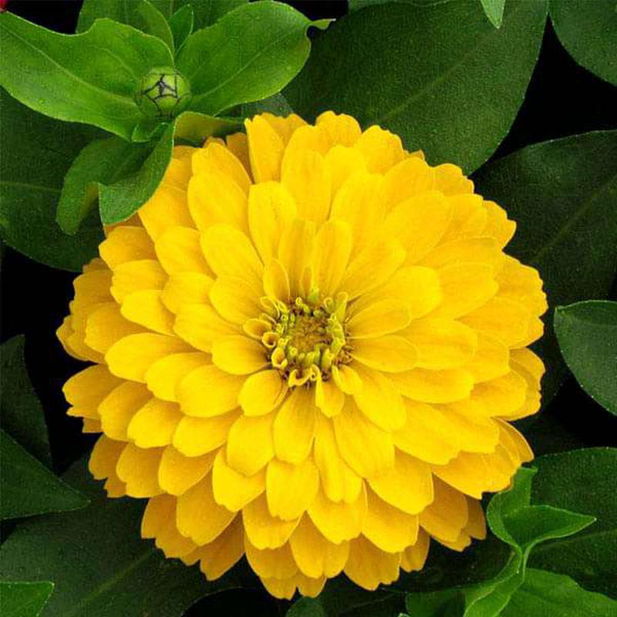Zinnia F1 Tall Yellow 8211 Flower Seeds