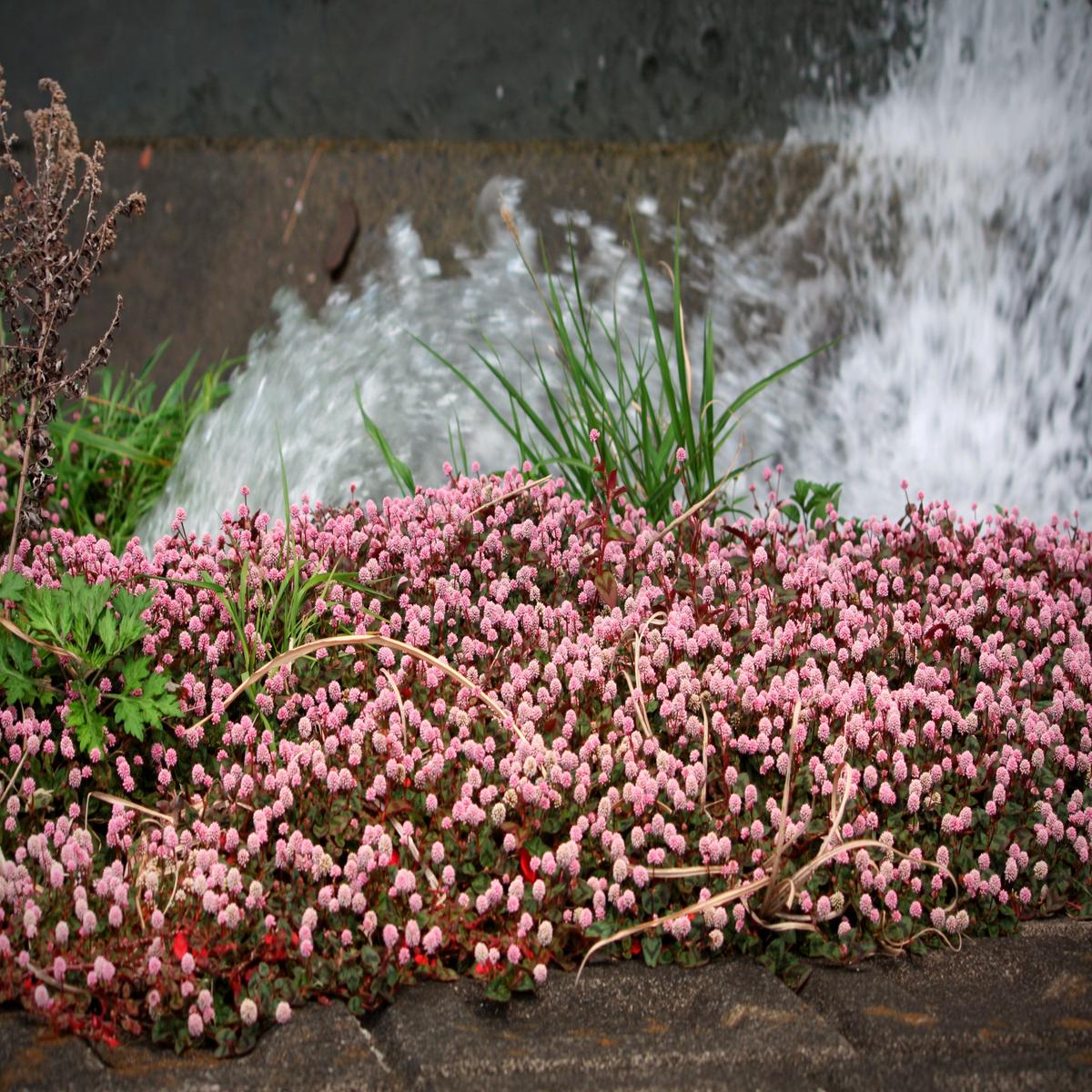 20 PUNCHING BALLS Pink Buttons Persicaria Capitata Polygonum Flower Seeds
