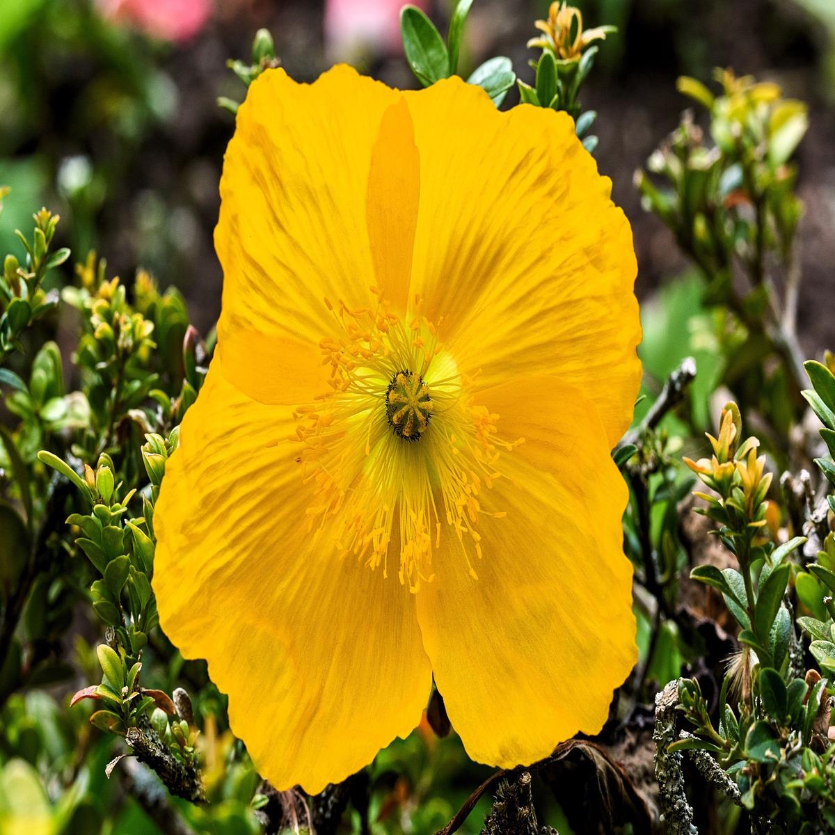 20 Yellow WELSH POPPY Meconopsis Papaver Cambricum Perennial Shade Flower Seeds