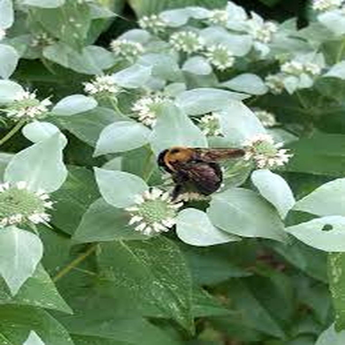 30 mg Seeds Mountain Mint Herb Pycnanthemum muticum | Aromatic Native Mint for Planting, Culinary & Herb Uses
