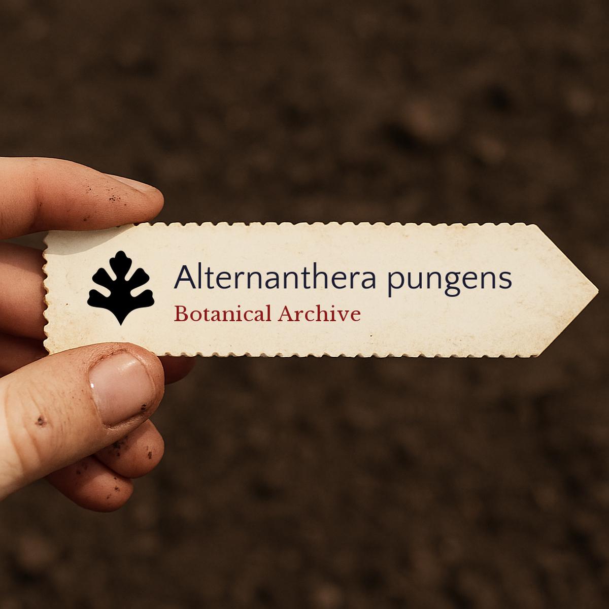 Alternanthera pungens SEEDS