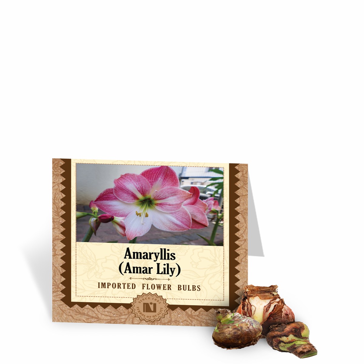 Amaryllis Bulbs (Amar Lily)