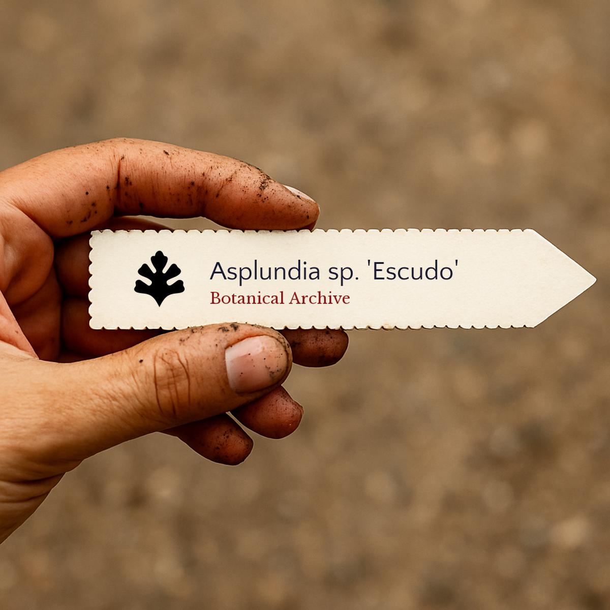 Asplundia sp. 'Escudo' SEEDS