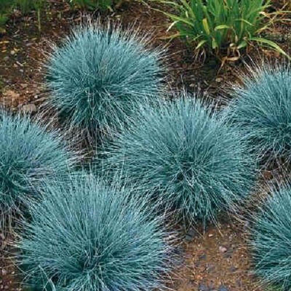 Blue Fescue Ornamental Grass Perennial Festuca Drought Tolerant Sun or Shade