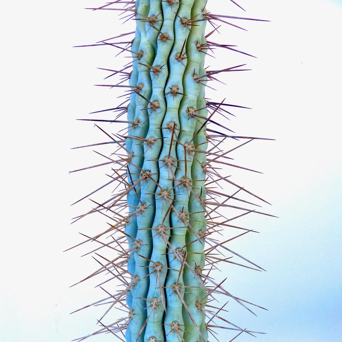Browningia hertlingiana SEEDS