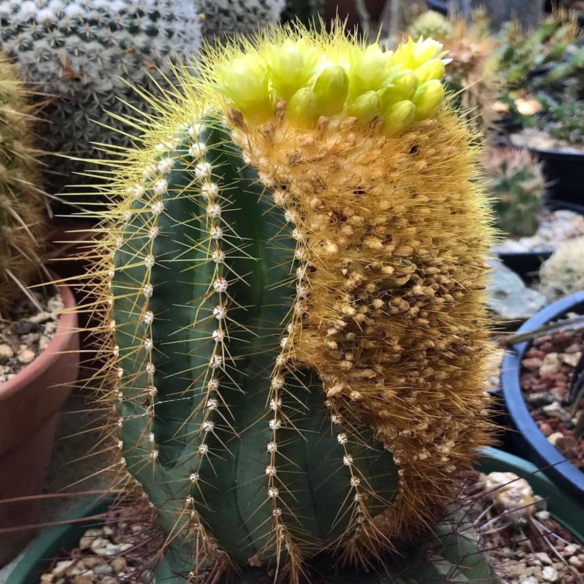 Buiningia brevicylindrica HU167 SEEDS