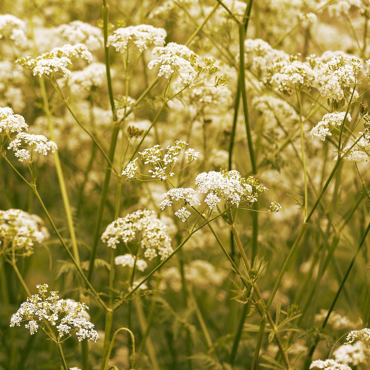 Caraway - Ontario Seed Company