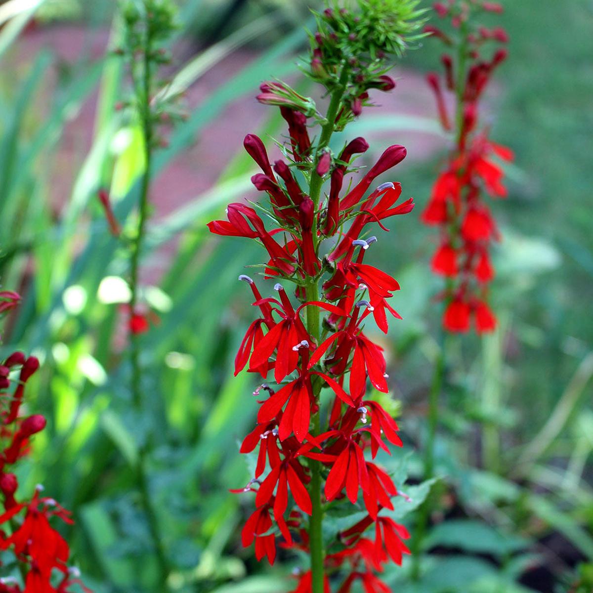 Cardinal flower (Lobelia cardinalis) Seeds