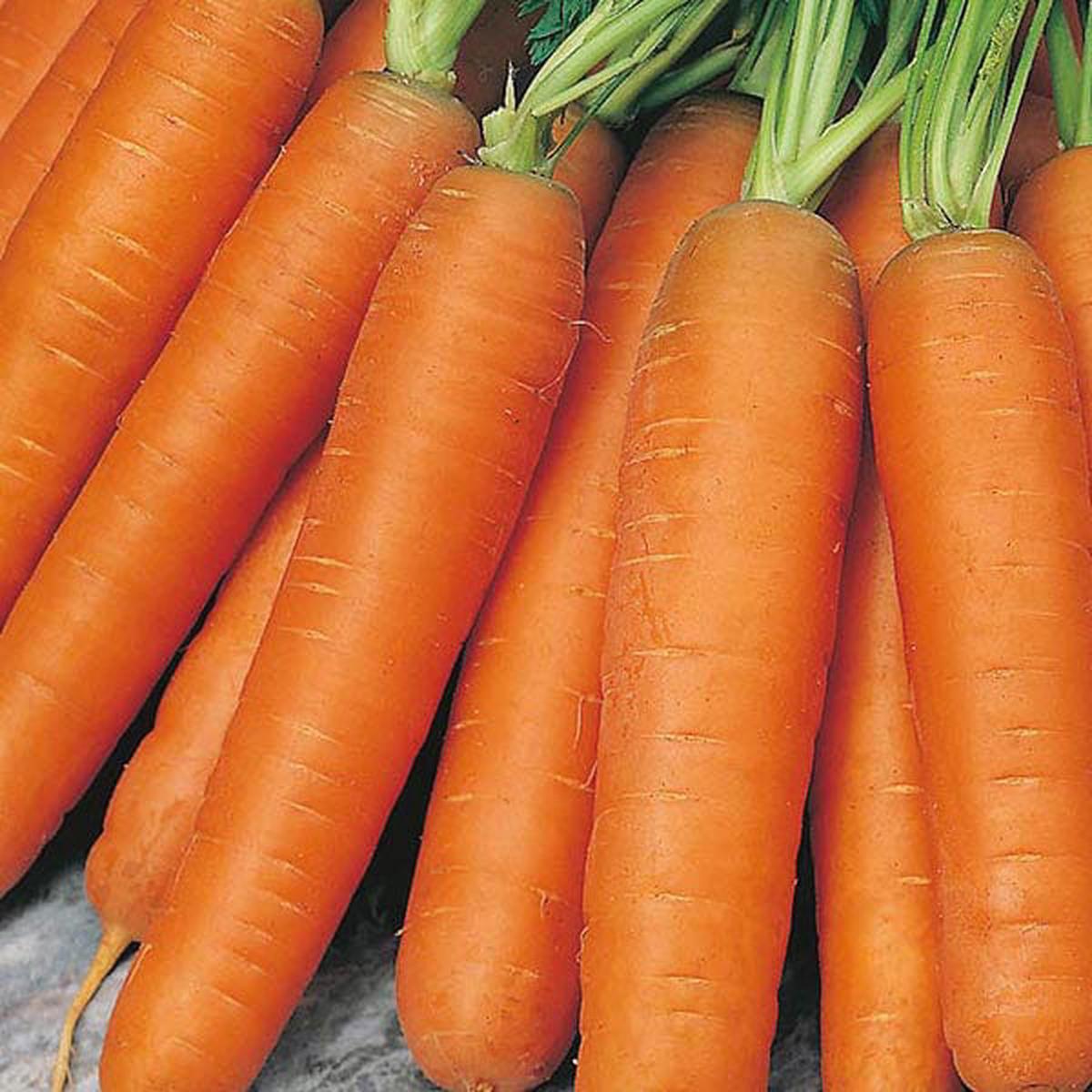 Carrot Nantes 5, Seed Tape - Mr. Fothergill's Seeds