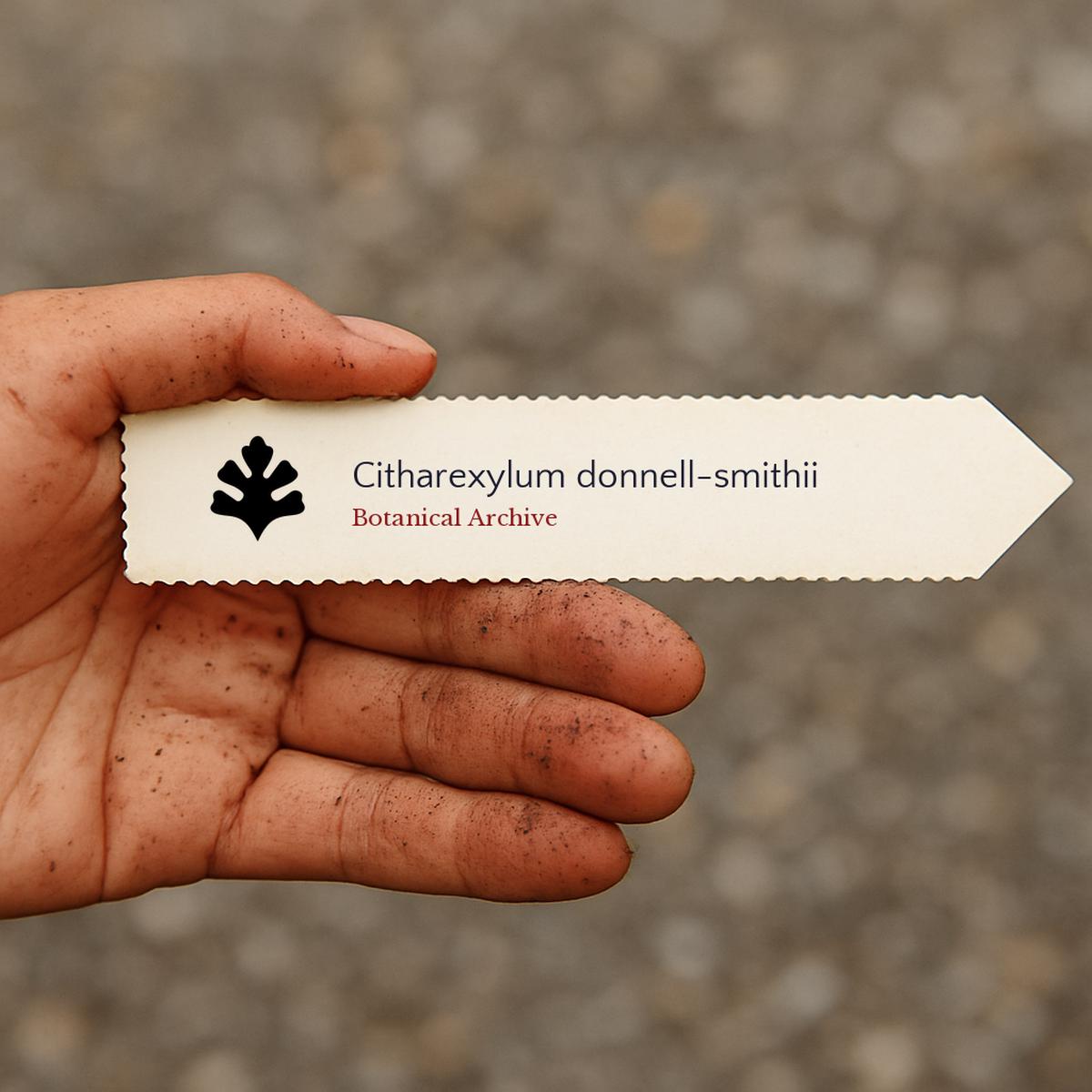Citharexylum donnell-smithii SEEDS