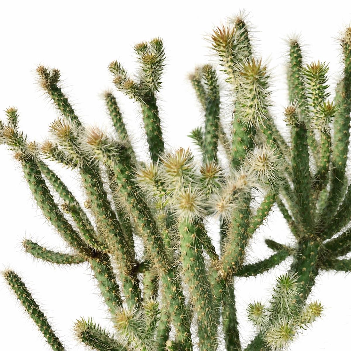Cylindropuntia spinosior SEEDS