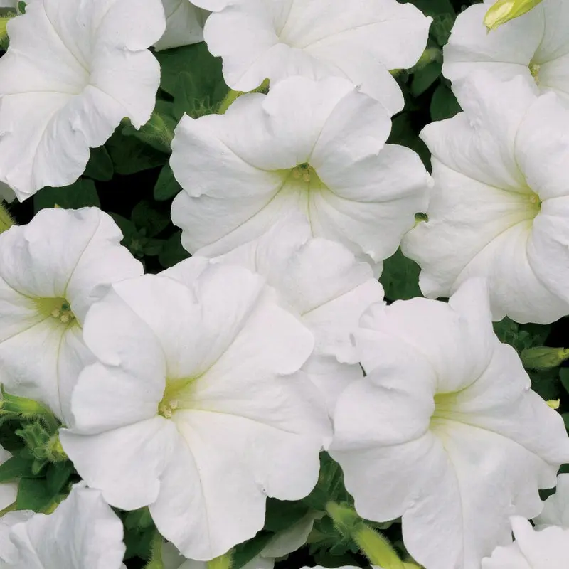 Easy Wave White Petunia Seeds