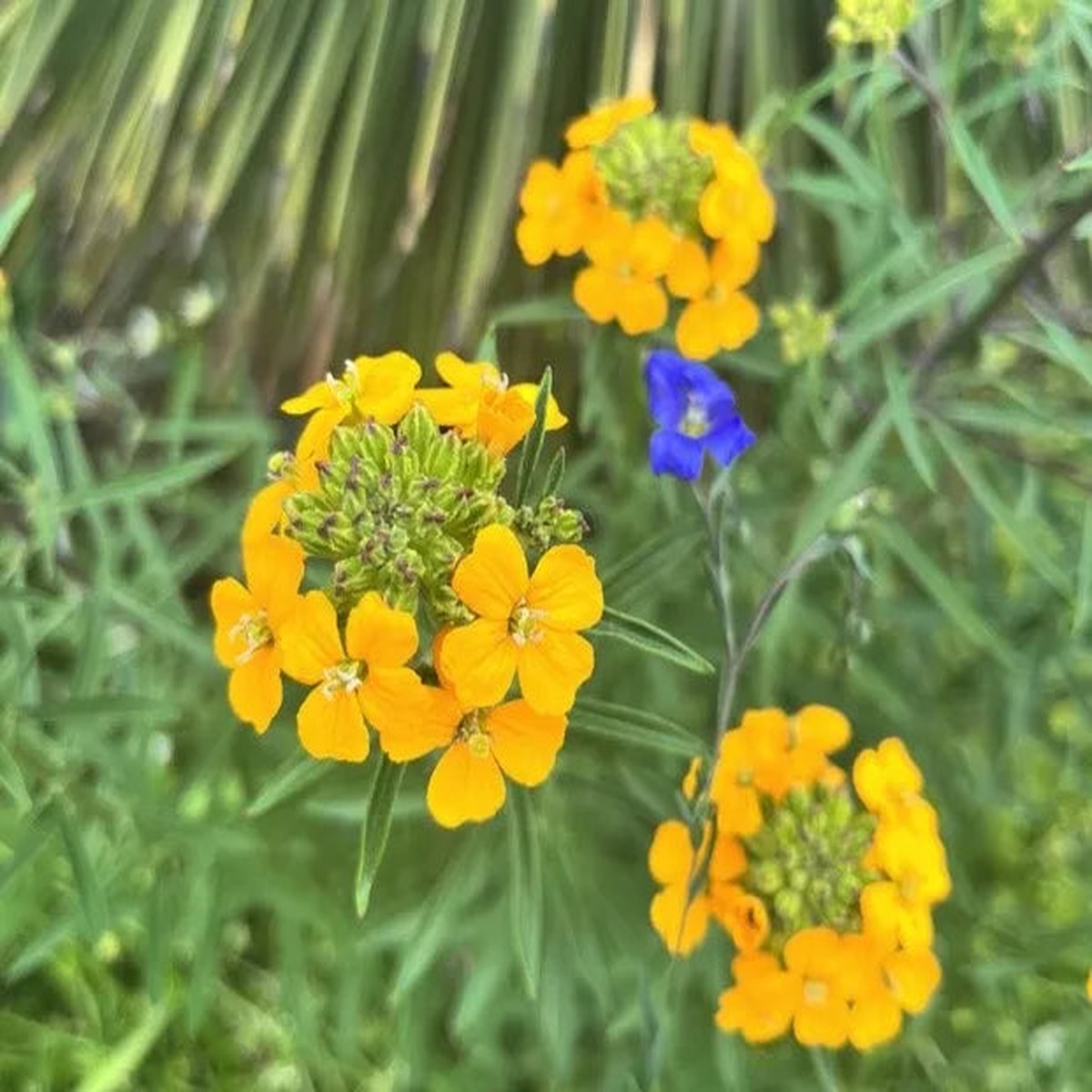 Erysimum capitatum Seeds Western Wallflower Wildflower, 100 Non-GMO Perennial Seeds, Native Pollinator Garden & Meadow Plant