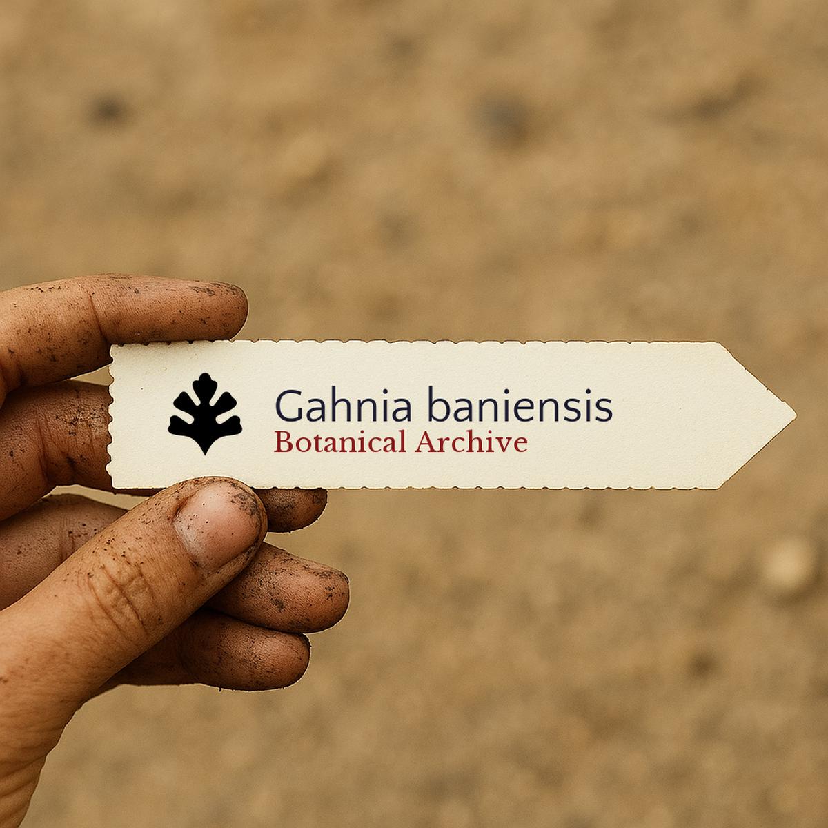 Gahnia baniensis SEEDS
