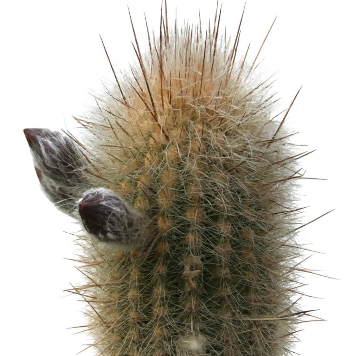 Haageocereus divaricatispinus SEEDS