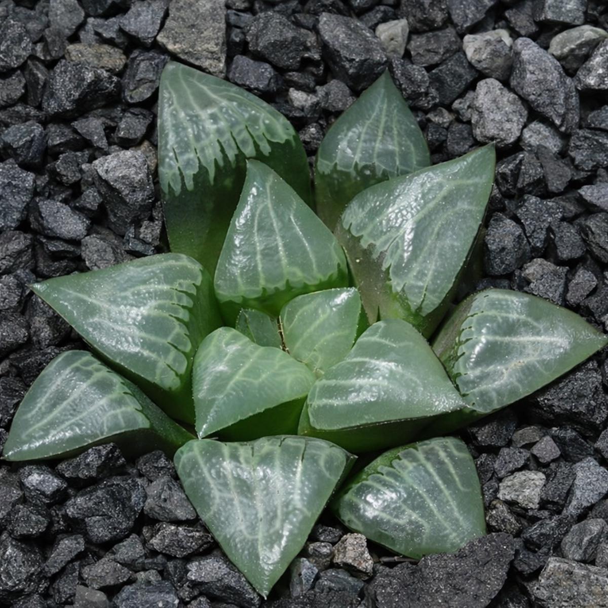 Haworthia bayeri x mutica SEEDS