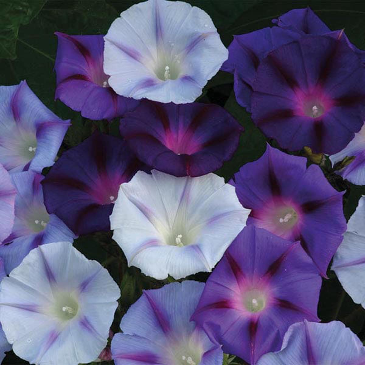 Morning Glory Hazelwood Blues - Mr. Fothergill's Seeds