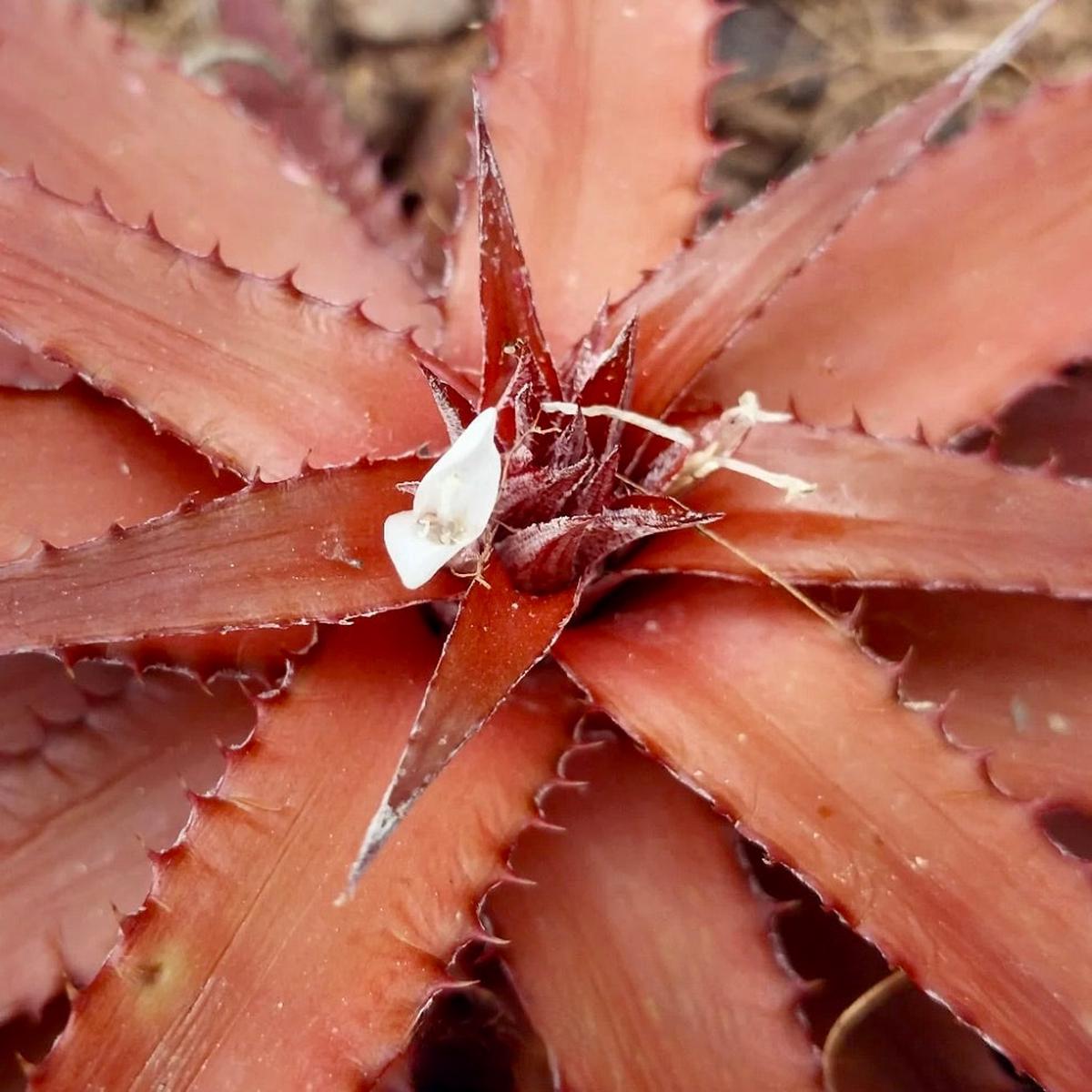 Orthophytum saxatilis SEEDS