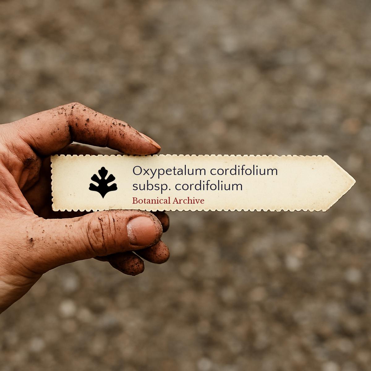 Oxypetalum cordifolium subsp. cordifolium SEEDS