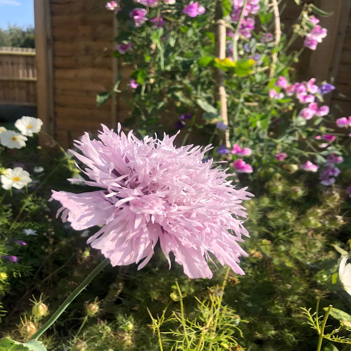 Poppy 'Lilac Pompom' Seeds