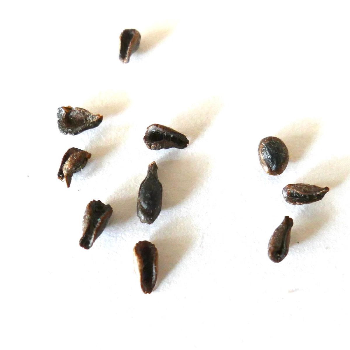 Pseudolithos migiurtinus SEEDS - 10 Seeds