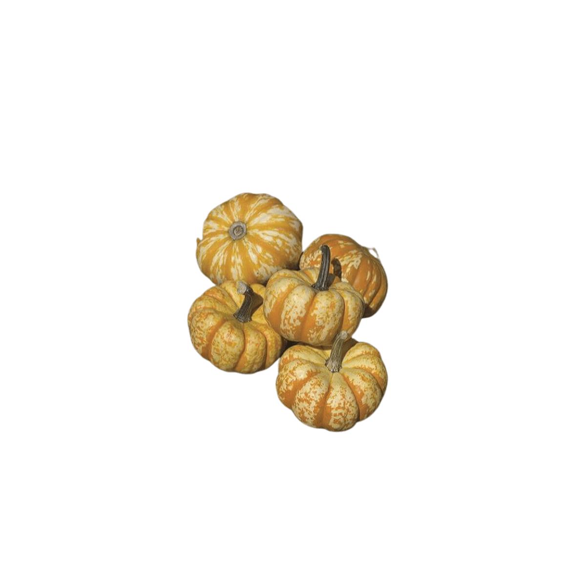 Pumpkin Novelty Hooligan Seeds | OSC Seeds