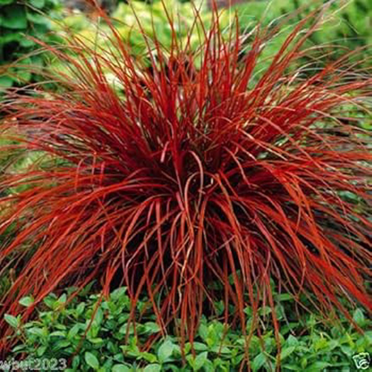 Red Uncinia Firedance Flower seeds for Planting - Perfect for Borders, Heirloom & GMO Free Seeds for Home Garden